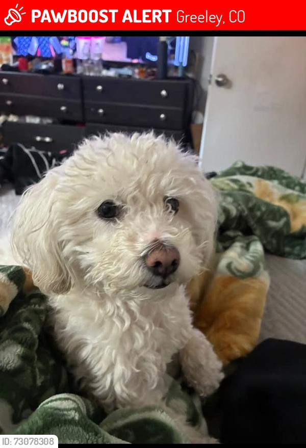 Lost Female Dog last seen 35th and 4th Street, Greeley, CO 80631