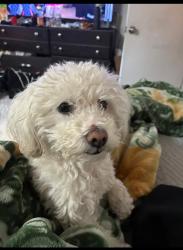 Lost Female Dog last seen 35th and 4th Street, Greeley, CO 80631