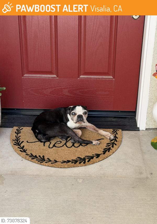Found/Stray Male Dog last seen Riggin, Visalia, CA 93291