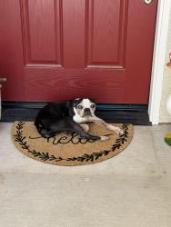 Found/Stray Male Dog last seen Riggin, Visalia, CA 93291