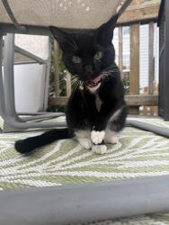Found/Stray Female Cat last seen cookies an cream ice cream shop, Haymarket, VA 20169