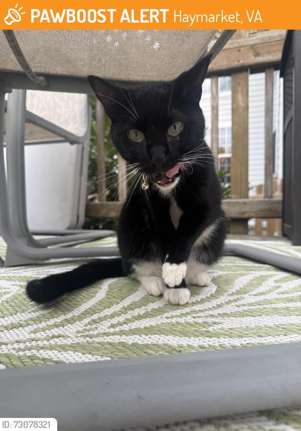 Found/Stray Female Cat last seen cookies an cream ice cream shop, Haymarket, VA 20169