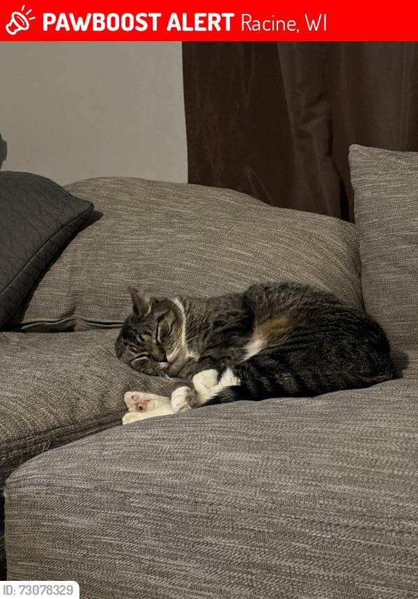 Lost Male Cat last seen james, Racine, WI 53403