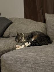 Lost Male Cat last seen james, Racine, WI 53403
