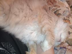 Lost Female Cat last seen Olive St, Newport, OR 97365