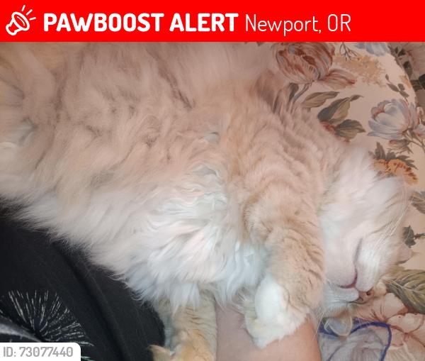 Lost Female Cat last seen Olive St, Newport, OR 97365