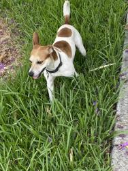 Reunited Male Dog last seen Taft Street N. Federal Highway, Hollywood, FL 33020