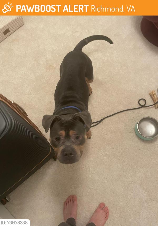 Found/Stray Male Dog last seen Monroe Park VCU, Richmond, VA 23232