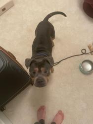 Found/Stray Male Dog last seen Monroe Park VCU, Richmond, VA 23232