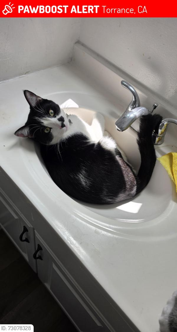 Lost Male Cat last seen Artesia blvd and 173rd St, Torrance, CA 90504