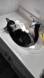 Lost Male Cat last seen Artesia blvd and 173rd St, Torrance, CA 90504