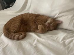 Lost Male Cat last seen Shotts Farm Rd, Winterberry Way, Manns Chapel Rd, Chapel Hill, NC 27516
