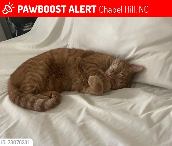 Lost Male Cat last seen Shotts Farm Rd, Winterberry Way, Manns Chapel Rd, Chapel Hill, NC 27516