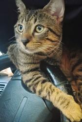 Lost Male Cat last seen Ottos and Home Depot, Destin, FL 32541