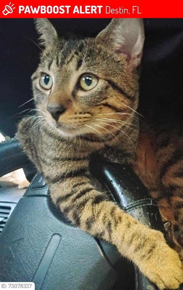 Lost Male Cat last seen Ottos and Home Depot, Destin, FL 32541