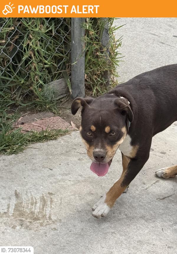 Found/Stray Female Dog last seen Whittier and hubbard, East Los Angeles, CA 90022