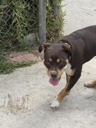 Found/Stray Female Dog last seen Whittier and hubbard, East Los Angeles, CA 90022