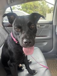 Found/Stray Male Dog last seen Hefner and Macarthur, Oklahoma City, OK 73162
