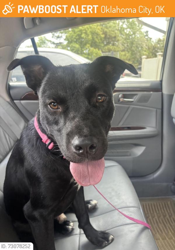 Found/Stray Male Dog last seen Hefner and Macarthur, Oklahoma City, OK 73162