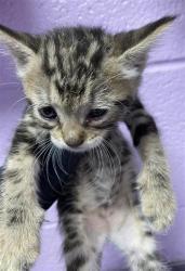 Shelter Stray Female Cat last seen Near Gifford Dr, CITY of El Paso, TX, 5001 Fred Wilson Ave, El Paso, TX 79906, USA