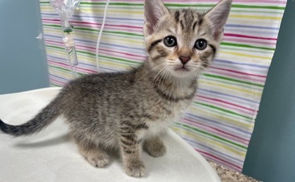 Shelter Stray Male Cat last seen Lake Breeze Lane, 43537, OH, 827 Illinois Ave, Maumee, OH 43537, USA