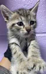 Shelter Stray Female Cat last seen Near Gifford Dr, CITY of El Paso, TX, 5001 Fred Wilson Ave, El Paso, TX 79906, USA