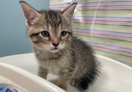 Shelter Stray Male Cat last seen Lake Breeze Lane, 43537, OH, 827 Illinois Ave, Maumee, OH 43537, USA