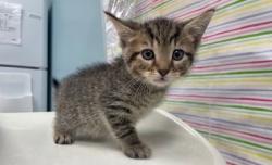 Shelter Stray Male Cat last seen Lake Breeze Lane, 43537, OH, 827 Illinois Ave, Maumee, OH 43537, USA
