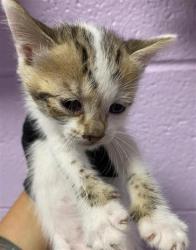 Shelter Stray Male Cat last seen Near Gifford Dr, CITY of El Paso, TX, 5001 Fred Wilson Ave, El Paso, TX 79906, USA