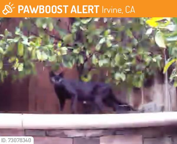 Found/Stray Female Cat last seen Stone creek and crosscreek, Irvine, CA 92604