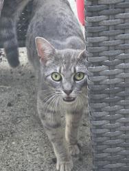 Found/Stray Female Cat last seen West wheeler PKWY, Augusta, GA 30909