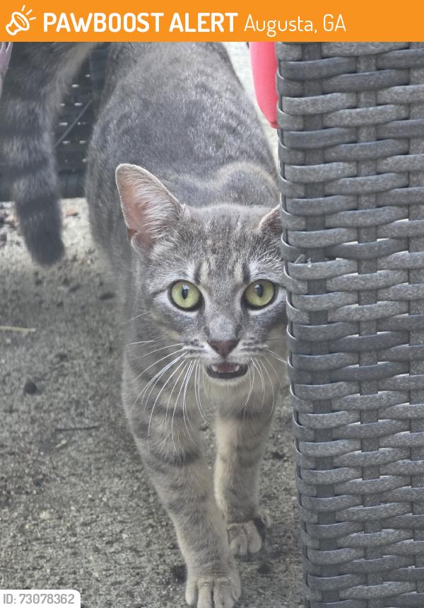 Found/Stray Female Cat last seen West wheeler PKWY, Augusta, GA 30909