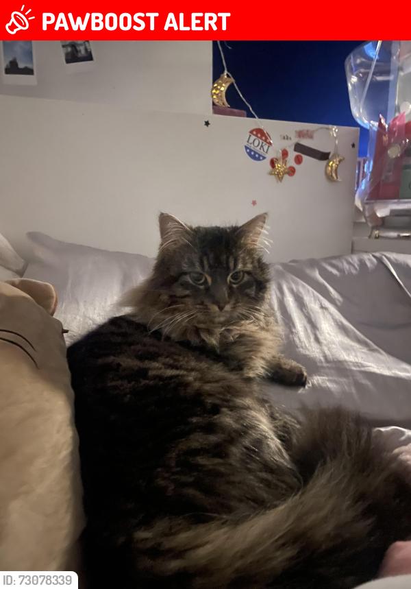 Lost Male Cat last seen woodlane, Greater London, England RM8 3LH