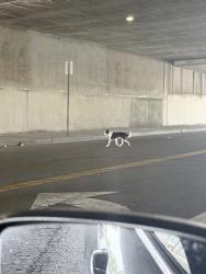 Found/Stray Unknown Dog last seen 108th and Olive street, Los Angeles, CA 90044