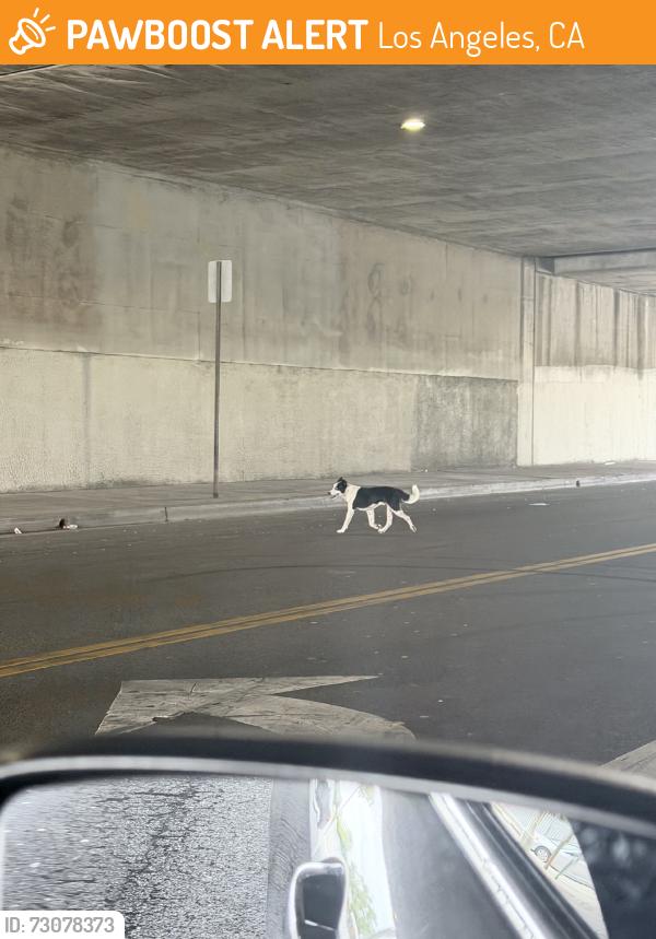 Found/Stray Unknown Dog last seen 108th and Olive street, Los Angeles, CA 90044