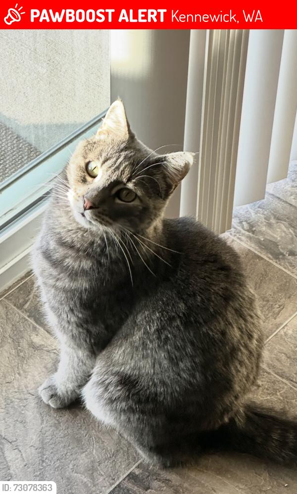 Lost Male Cat last seen Gum St, Kennewick, WA 99337