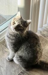 Lost Male Cat last seen Gum St, Kennewick, WA 99337