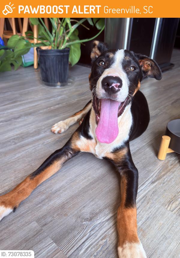 Found/Stray Male Dog last seen Berea Middle School, Greenville, SC 29617