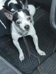 Lost Male Dog last seen Privada de eucalipto, rinconada lago de Guadalupe Nicolás romero, edo de mexo, Ciudad Nicolás Romero, Méx. 54469