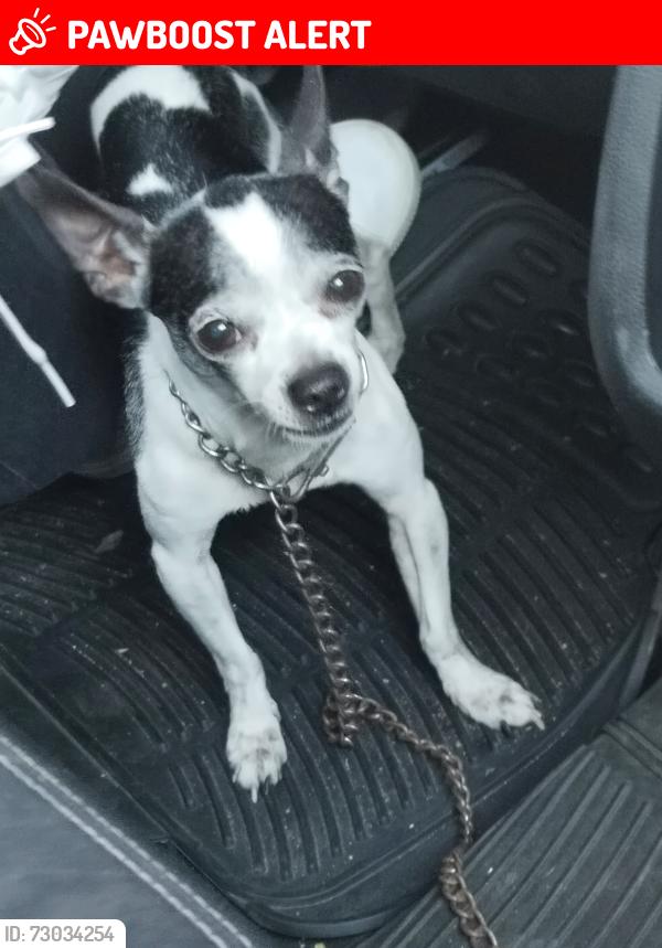Lost Male Dog last seen Privada de eucalipto, rinconada lago de Guadalupe Nicolás romero, edo de mexo, Ciudad Nicolás Romero, Méx. 54469