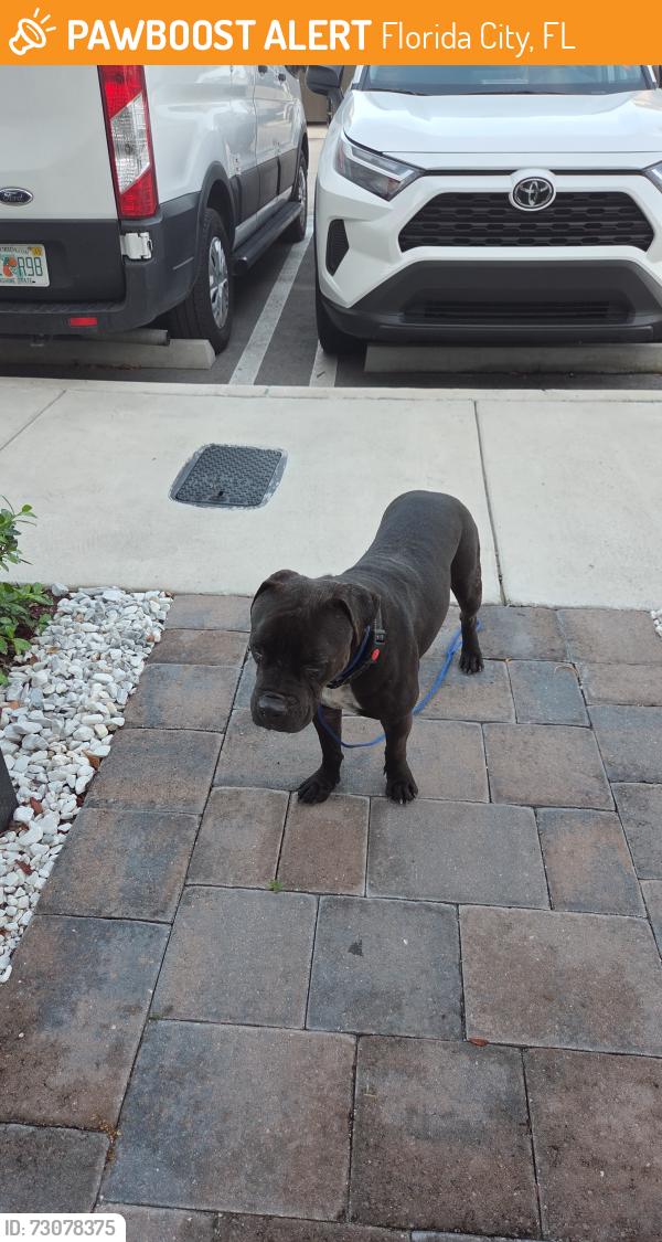 Found/Stray Unknown Dog last seen Palm cay, Florida city, Fl, Florida City, FL 33034