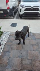 Found/Stray Unknown Dog last seen Palm cay, Florida city, Fl, Florida City, FL 33034
