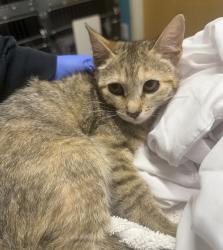 Shelter Stray Female Cat last seen Near E 5th Avenue, Escondido, CA, 92025, Escondido, CA 92027, USA