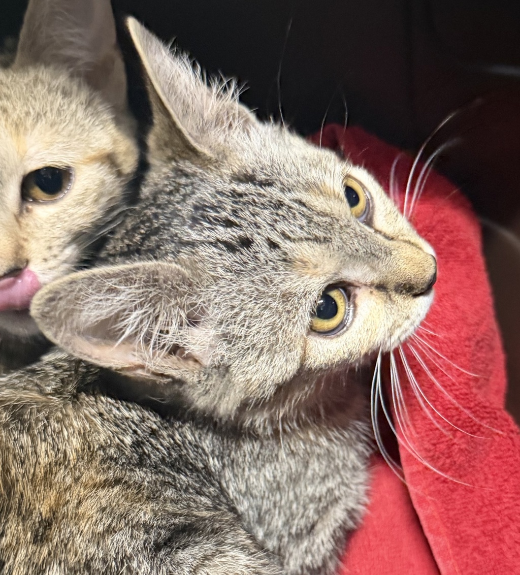 Shelter Stray Female Cat last seen Near E 5th Avenue, Escondido, CA, 92025, Escondido, CA 92027, USA