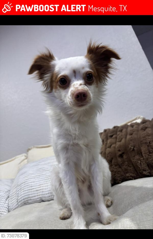 Lost Male Dog last seen Westover on 80 apmts, Mesquite, TX 75150