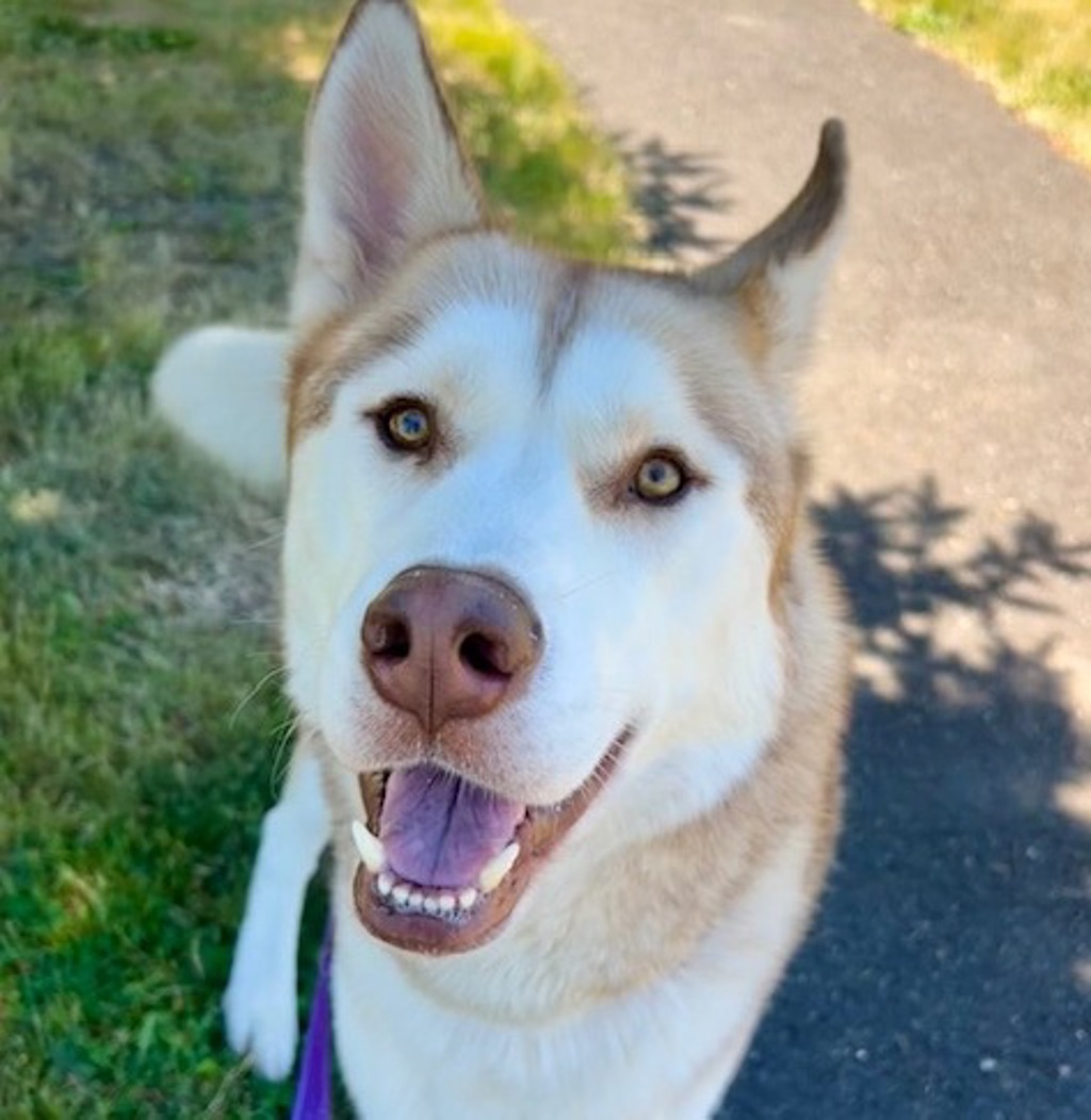 Shelter Stray Male Dog last seen NE Knott St and NE 111th Ave, PORTLAND, OR, 97220, 1700 W Historic Columbia River Hwy, Troutdale, OR 97060, USA