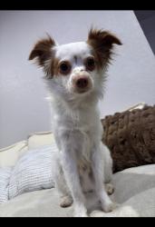 Lost Male Dog last seen Westover on 80 apmts, Mesquite, TX 75150