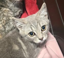 Shelter Stray Female Cat last seen Near E 5th Avenue, Escondido, CA, 92025, Escondido, CA 92027, USA