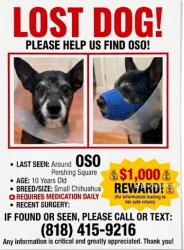 Lost Male Dog last seen 6th St and Hope in Los Angeles Area, Los Angeles, CA 90005