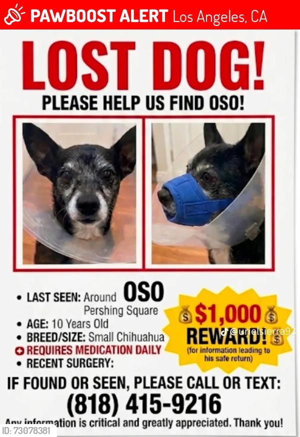 Lost Male Dog last seen 6th St and Hope in Los Angeles Area, Los Angeles, CA 90005